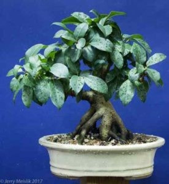 Ficus virens - White Fig